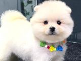 Dişi ve erkek orijinal Pomeranian BOO