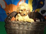 Dünya Güzeli̇ Toy Poodle Yavrularimiz