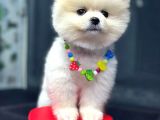 Dişi Ve Erkek Orijinal Pomeranian Boo
