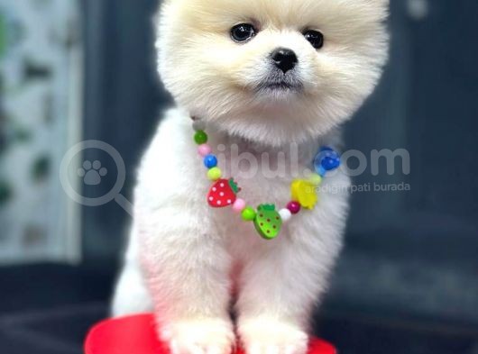 Dişi Ve Erkek Orijinal Pomeranian Boo görsel