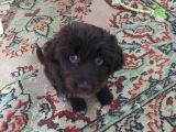 Morkie Cinsi Yavrular 