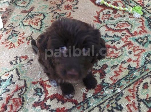 Morkie Cinsi Yavrular  görsel