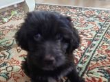 Morkie Cinsi Yavrular 