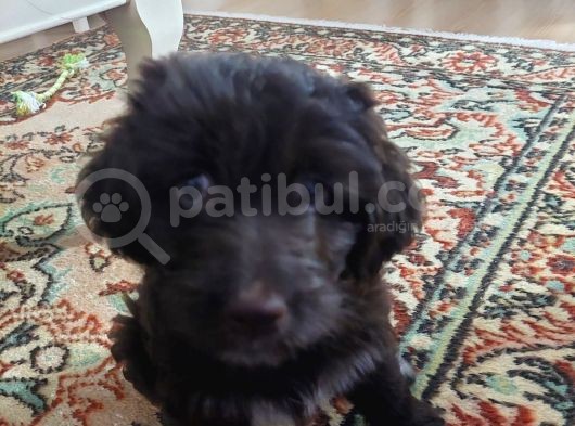 Morkie Cinsi Yavrular  görsel