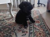 Morkie Cinsi Yavrular 