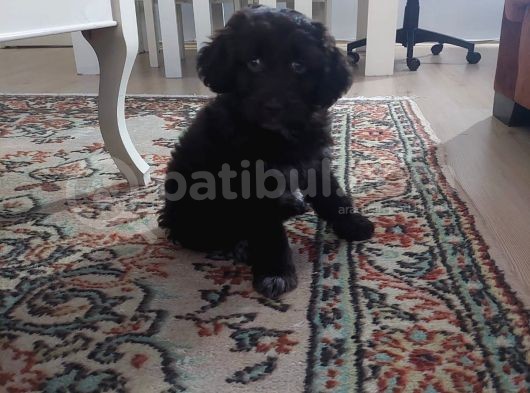 Morkie Cinsi Yavrular 