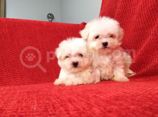 Maltese Terrier Yavruları