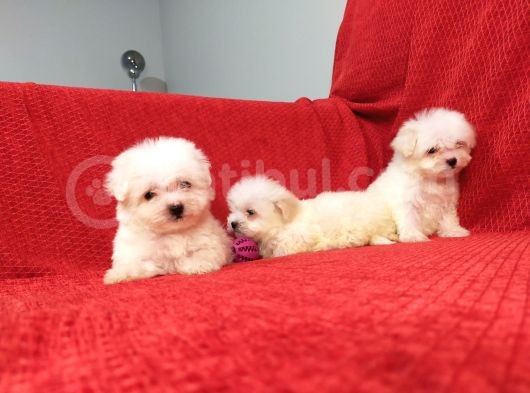 Muhteşem Maltese Terri̇er Yavrulari görsel