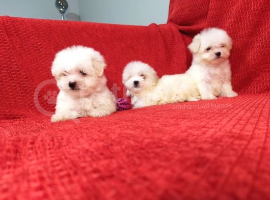 Muhteşem Maltese Terri̇er Yavrulari görsel
