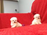 Muhteşem Maltese Terri̇er Yavrulari