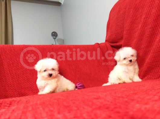 Muhteşem Maltese Terri̇er Yavrulari görsel