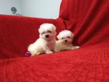 Maltese Terrier Yavruları