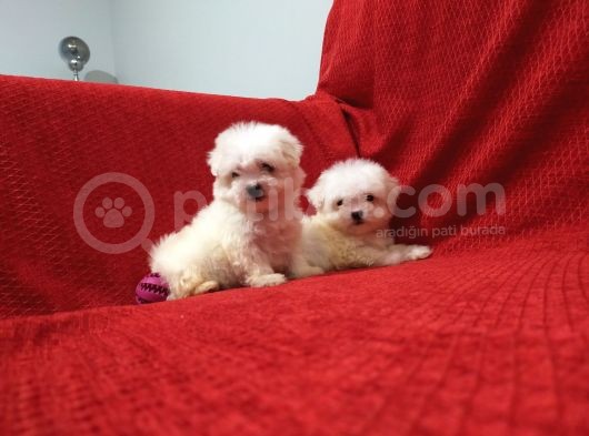 Maltese Terrier Yavruları görsel