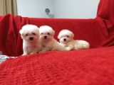 Maltese Terrier Yavruları