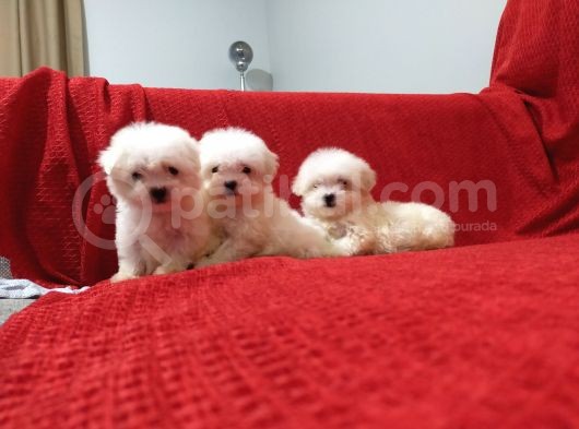 Maltese Terrier Yavruları görsel