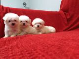 Maltese Terrier Yavruları