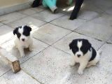 Morkie Cinsi Yavrular 