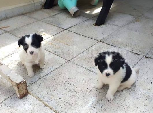 Morkie Cinsi Yavrular 