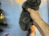 Top Kafa Mükemmel Kalite Scottish Fold