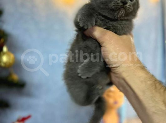 Top Kafa Mükemmel Kalite Scottish Fold