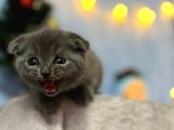 Top Kafa Mükemmel Kalite Scottish Fold