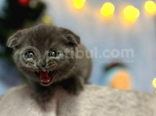 Top Kafa Mükemmel Kalite Scottish Fold görsel