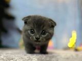 Top Kafa Mükemmel Kalite Scottish Fold