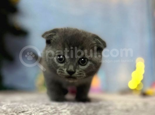 Top Kafa Mükemmel Kalite Scottish Fold görsel