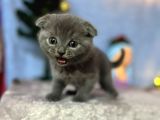 Top Kafa Mükemmel Kalite Scottish Fold
