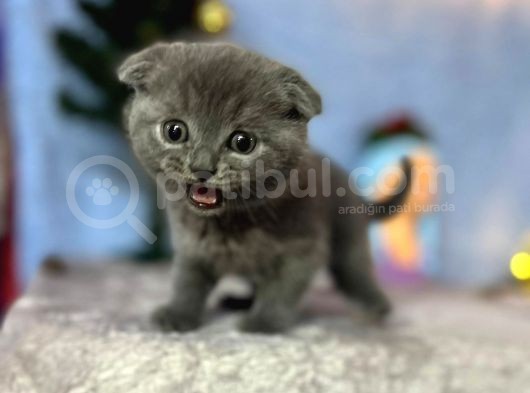Top Kafa Mükemmel Kalite Scottish Fold görsel