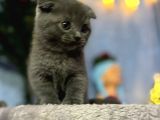 Top Kafa Mükemmel Kalite Scottish Fold