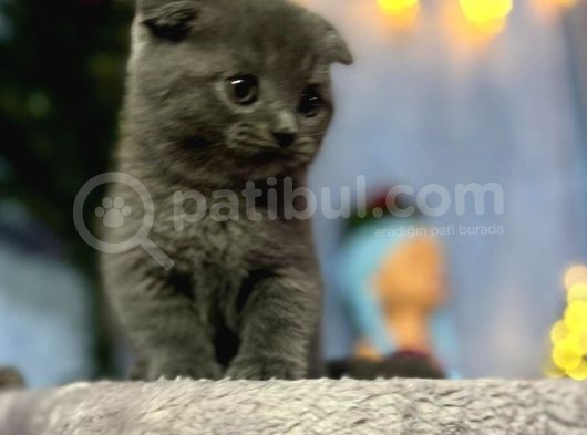 Top Kafa Mükemmel Kalite Scottish Fold görsel