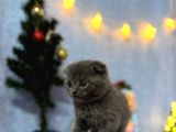 Top Kafa Mükemmel Kalite Scottish Fold