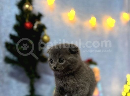 Top Kafa Mükemmel Kalite Scottish Fold görsel