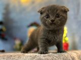 Top Kafa Mükemmel Kalite Scottish Fold