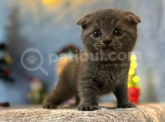 Top Kafa Mükemmel Kalite Scottish Fold görsel