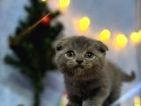 Top Kafa Mükemmel Kalite Scottish Fold