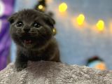 Top Kafa Mükemmel Kalite Scottish Fold
