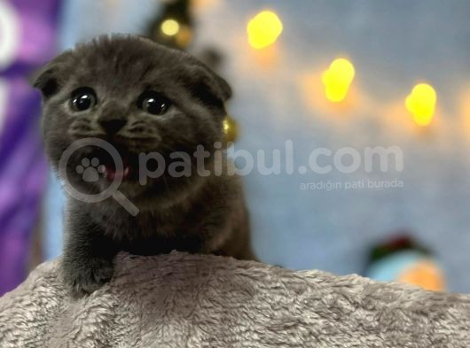 Top Kafa Mükemmel Kalite Scottish Fold görsel