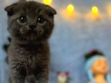 Top Kafa Mükemmel Kalite Scottish Fold