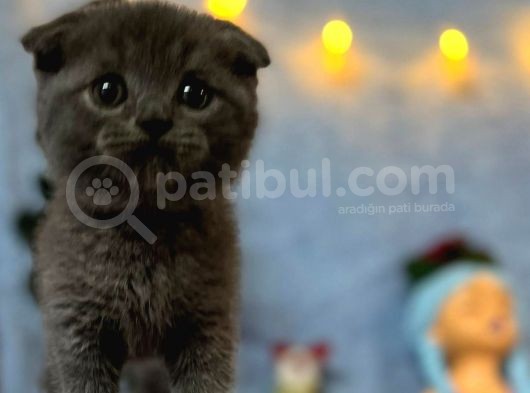 Top Kafa Mükemmel Kalite Scottish Fold görsel