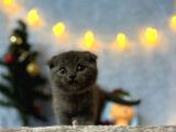 Top Kafa Mükemmel Kalite Scottish Fold
