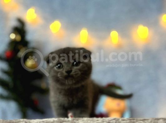 Top Kafa Mükemmel Kalite Scottish Fold görsel
