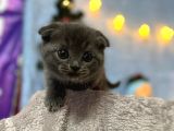 Top Kafa Mükemmel Kalite Scottish Fold