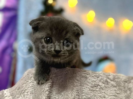 Top Kafa Mükemmel Kalite Scottish Fold görsel