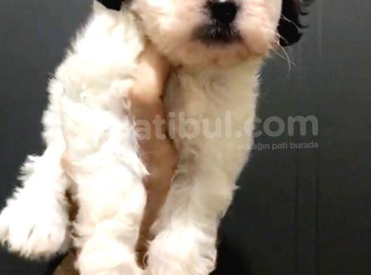 Morkie Cinsi Güzel Yavrular  görsel