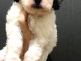Morkie Cinsi Güzel Yavrular 
