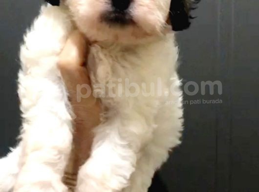 Morkie Cinsi Güzel Yavrular 