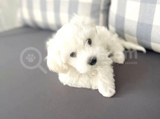 Maltesse Terrier Cinsi Güzel Yavrular  görsel