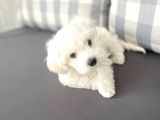Maltesse Terrier Cinsi Güzel Yavrular 